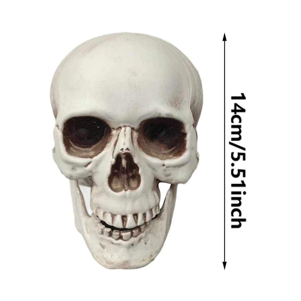 Halloween Skeleton Skull Head Statue - Realistic Human Skull Figurine for Decor, White Skull for Tabletop, Garden, Yard, and Outdoor Halloween Party Decoration (Various Sizes)