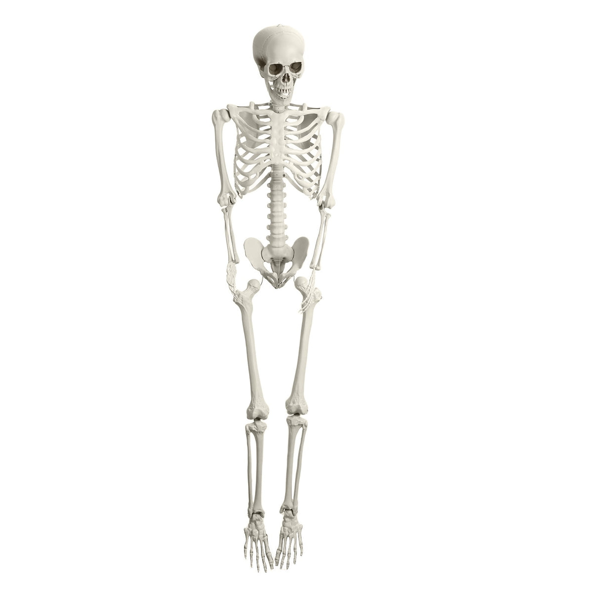 Cixusio 5.4Ft/165cm Halloween Skeleton Full Body Life Size Human Bones with Movable Joints for Indoor Outdoor Haunted House Party Halloween Props Decorations