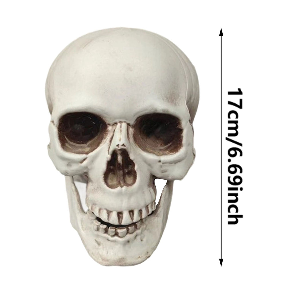 Halloween Skeleton Skull Head Statue - Realistic Human Skull Figurine for Decor, White Skull for Tabletop, Garden, Yard, and Outdoor Halloween Party Decoration (Various Sizes)