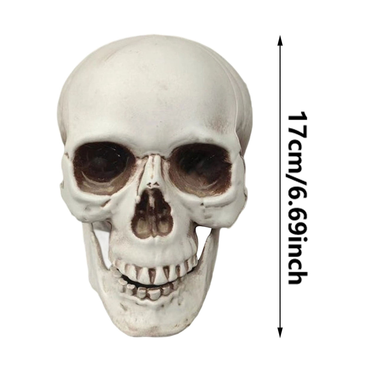 Halloween Skeleton Skull Head Statue - Realistic Human Skull Figurine for Decor, White Skull for Tabletop, Garden, Yard, and Outdoor Halloween Party Decoration (Various Sizes)