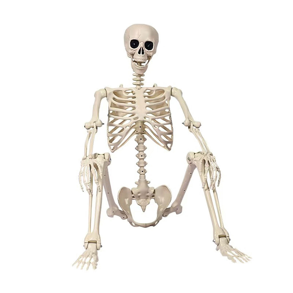 Poseable Halloween Skeleton with Flexible Joints, Sturdy Indoor/Outdoor Party Decor