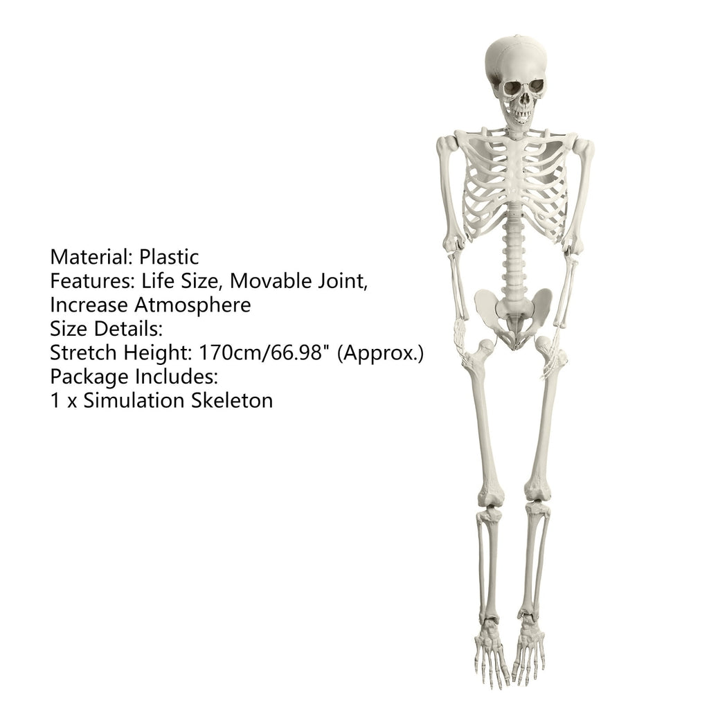 Yedigre 5.4FT HalloweenSkeleton Decor, Movable Joints Realistic Full Body Bones Skeleton Prop, No Light