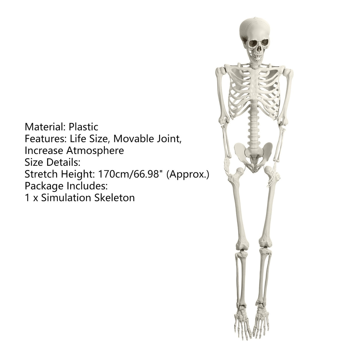 Yedigre 5.4FT HalloweenSkeleton Decor, Movable Joints Realistic Full Body Bones Skeleton Prop, No Light