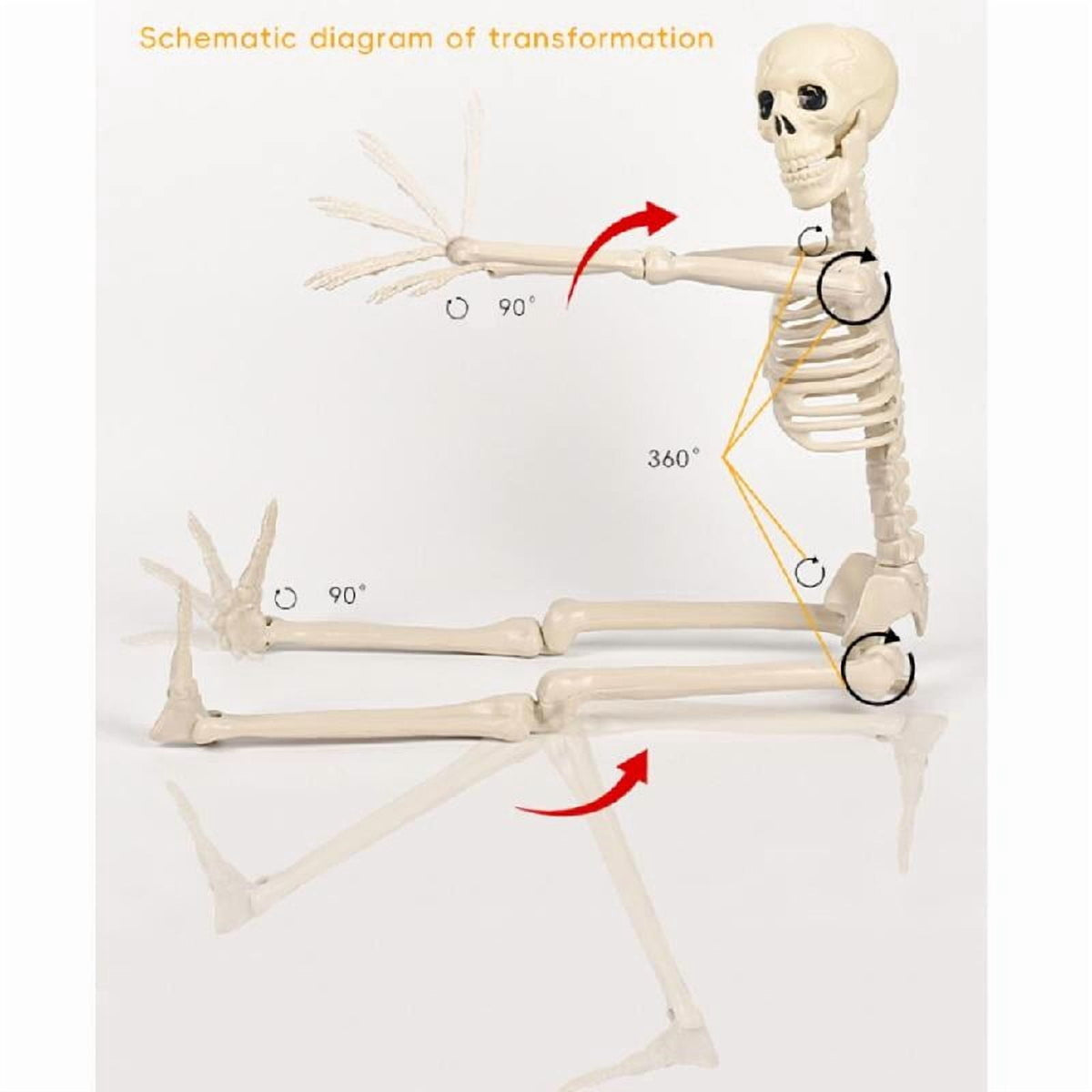 Tizuqe Poseable Halloween Skeleton with Movable Joints Realistic Full Body Bone Ornament Eerie Outdoor and Indoor Decoration