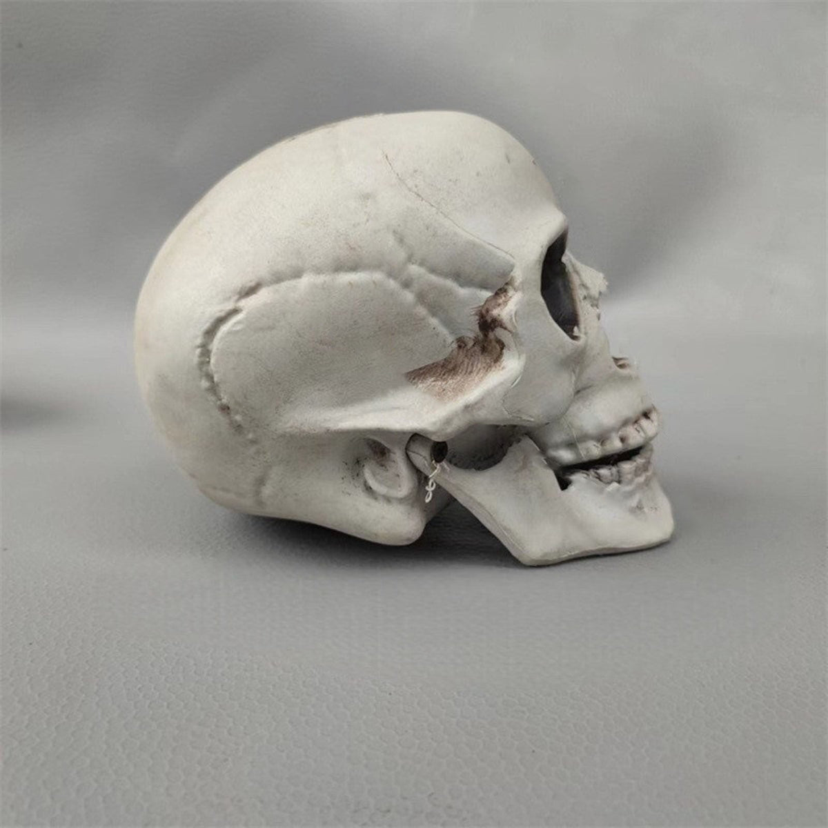Halloween Skeleton Skull Head Statue - Realistic Human Skull Figurine for Decor, White Skull for Tabletop, Garden, Yard, and Outdoor Halloween Party Decoration (Various Sizes)