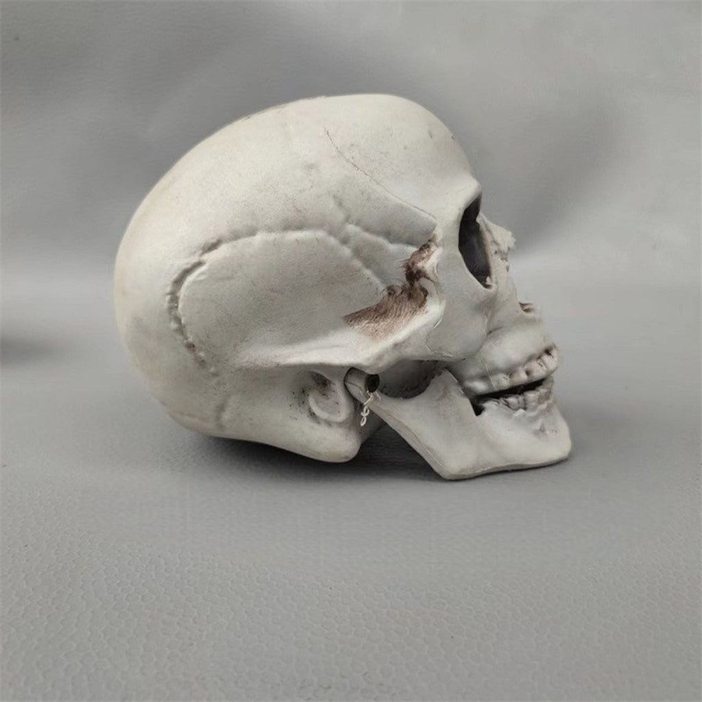 Halloween Skeleton Skull Head Statue - Realistic Human Skull Figurine for Decor, White Skull for Tabletop, Garden, Yard, and Outdoor Halloween Party Decoration (Various Sizes)
