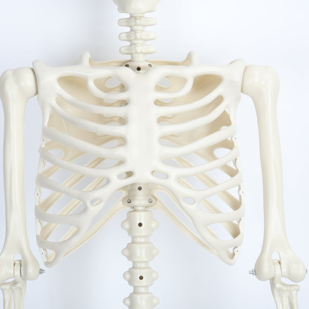 Yedigre 5.4FT HalloweenSkeleton Decor, Movable Joints Realistic Full Body Bones Skeleton Prop, No Light