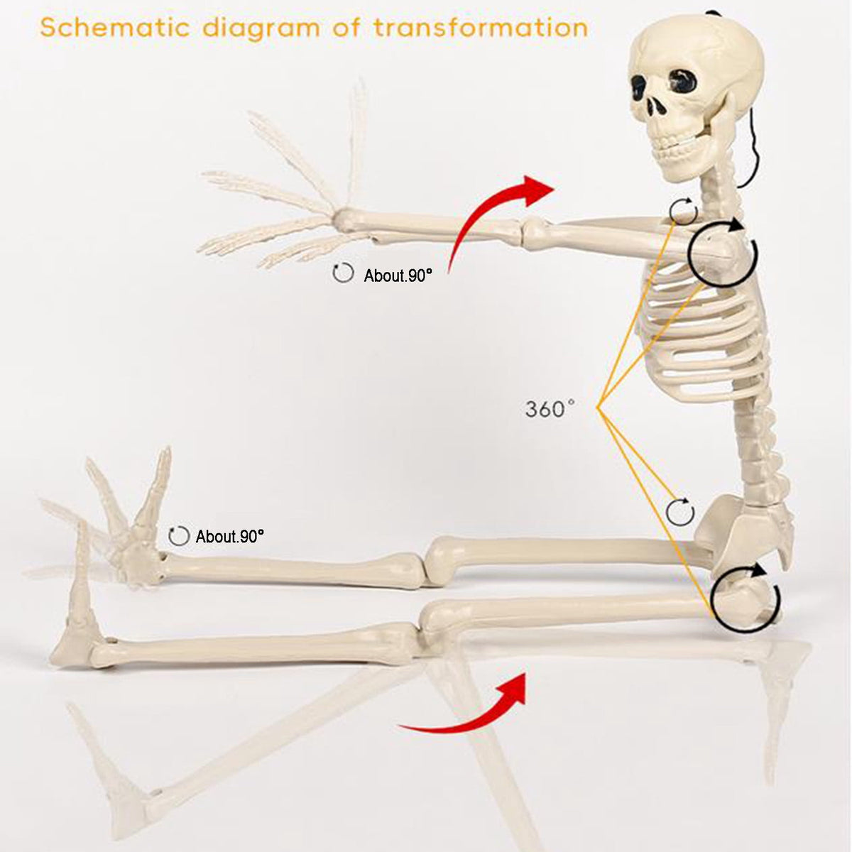 AUHomi 1 PC Halloween Skeleton, 15.7" Full Body Halloween Skeleton Decor with Movable Joints, Party Decorations, Halloween Outdoor Skeleton Decoration, Horror House Graveyard Props (S)