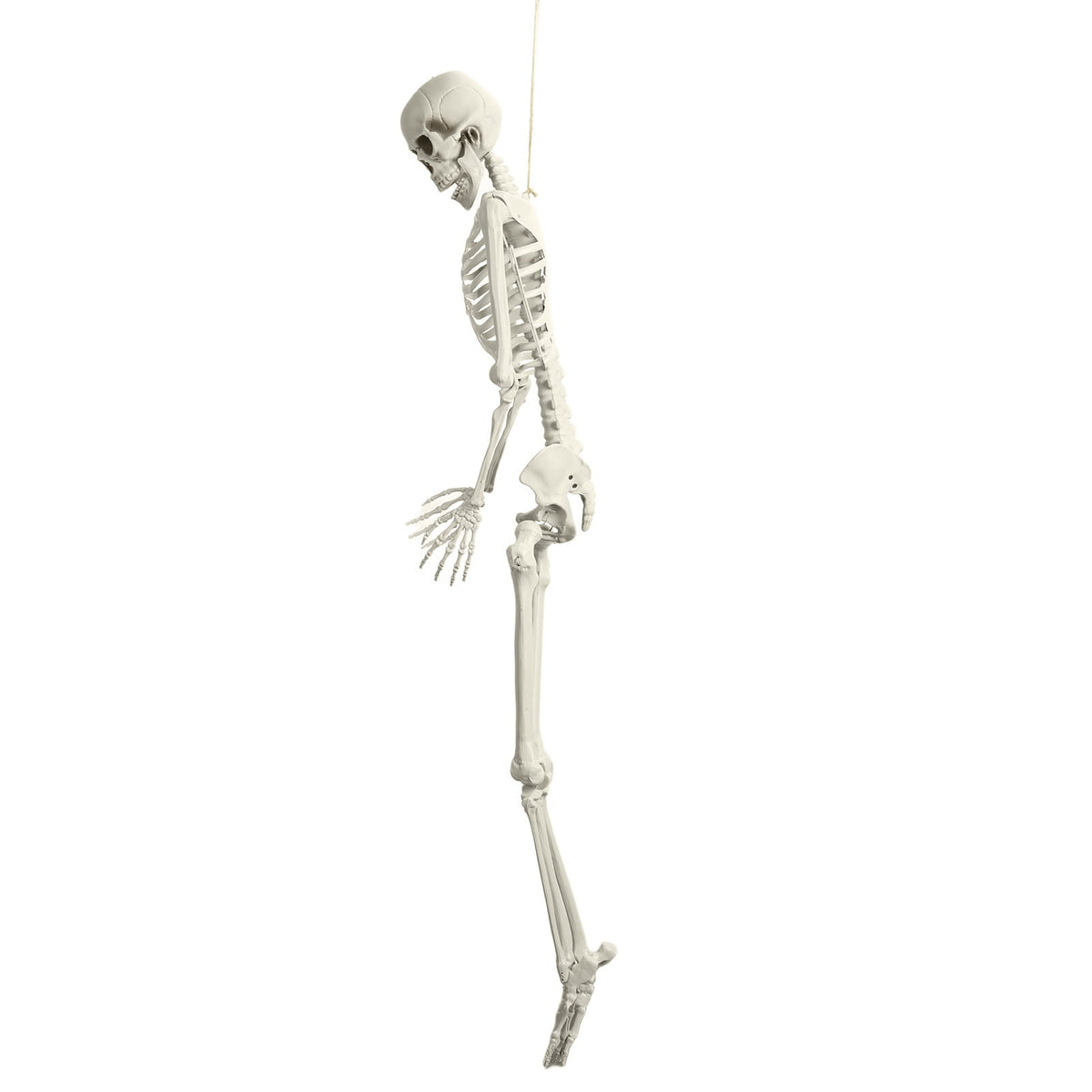 Cixusio 5.4Ft/165cm Halloween Skeleton Full Body Life Size Human Bones with Movable Joints for Indoor Outdoor Haunted House Party Halloween Props Decorations