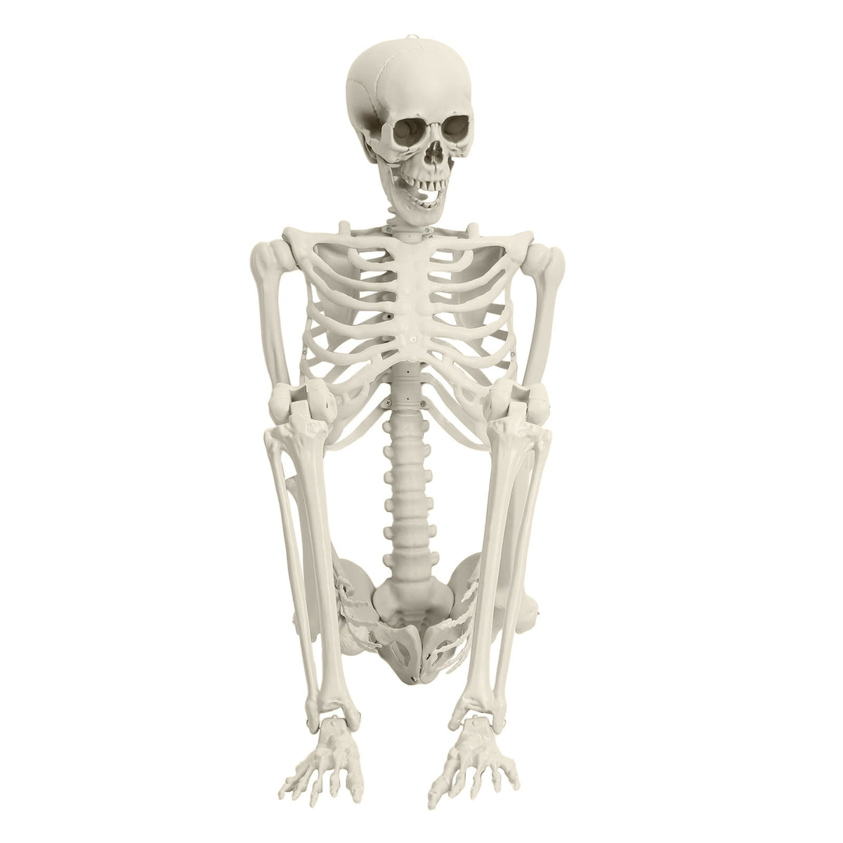Cixusio 5.4Ft/165cm Halloween Skeleton Full Body Life Size Human Bones with Movable Joints for Indoor Outdoor Haunted House Party Halloween Props Decorations