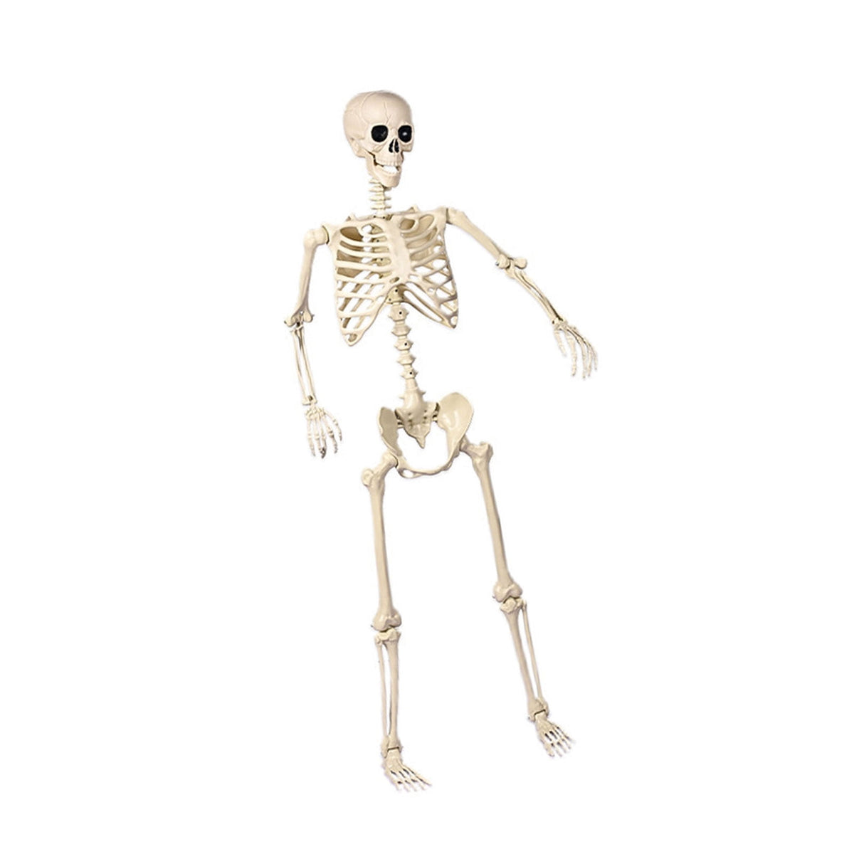 Poseable Halloween Skeleton with Flexible Joints, Sturdy Indoor/Outdoor Party Decor