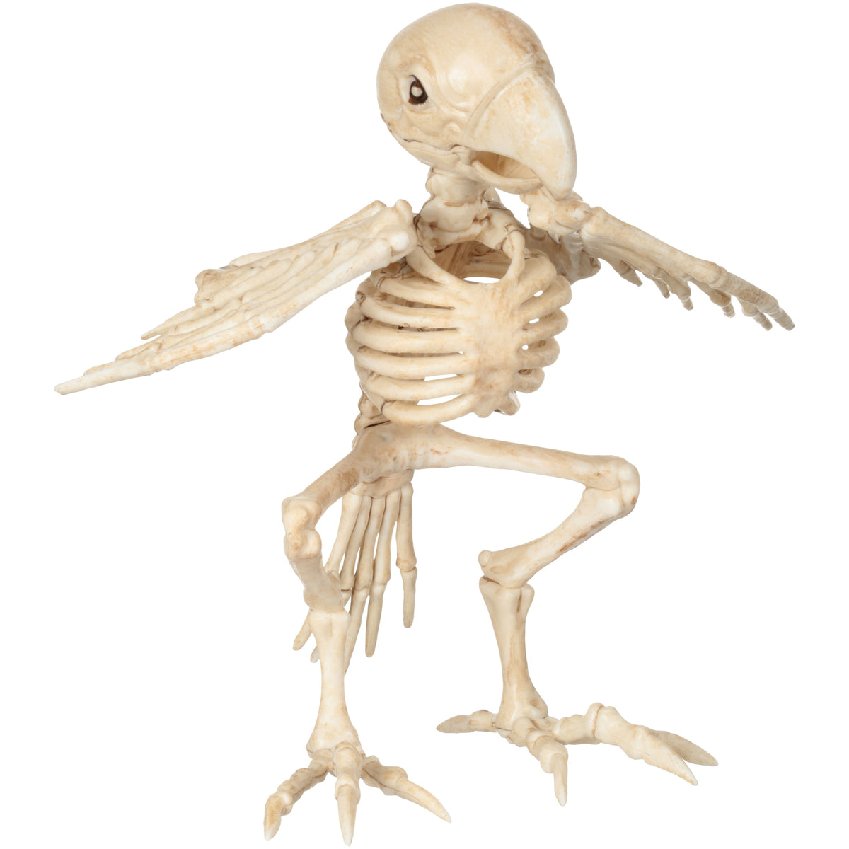 Official Crazybonez Faux Bat Skeleton