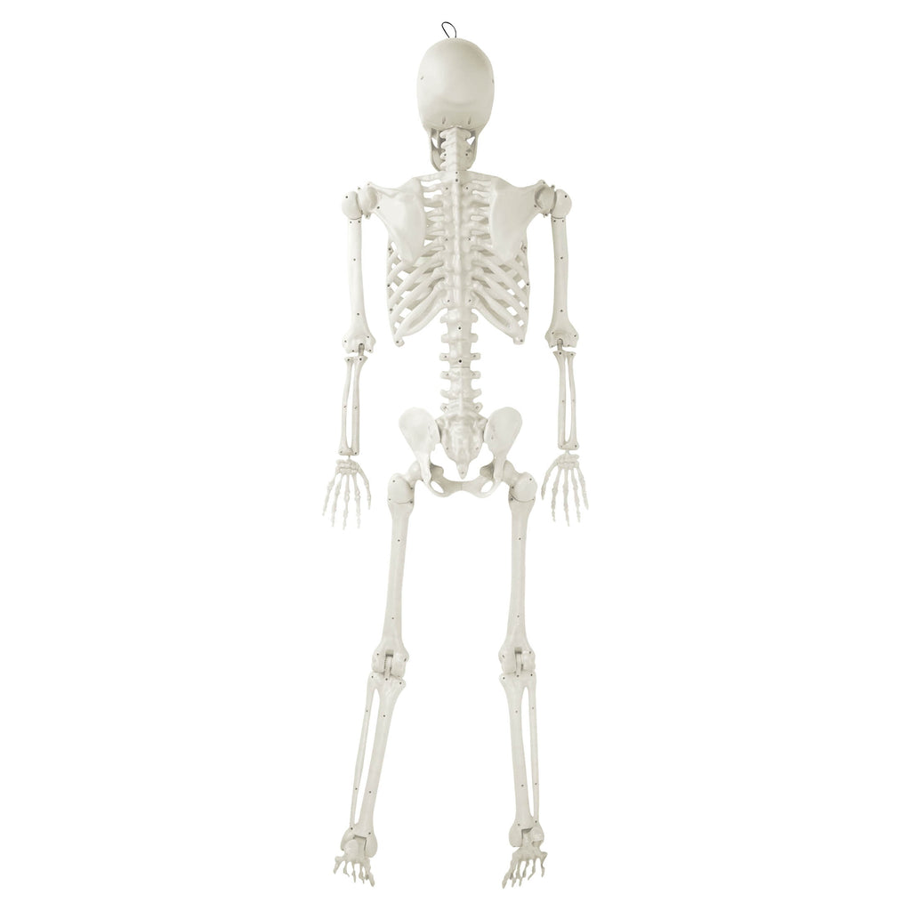 Hanging Posable Skeleton Decoration, White, 5', Halloween by Way To Celebrate