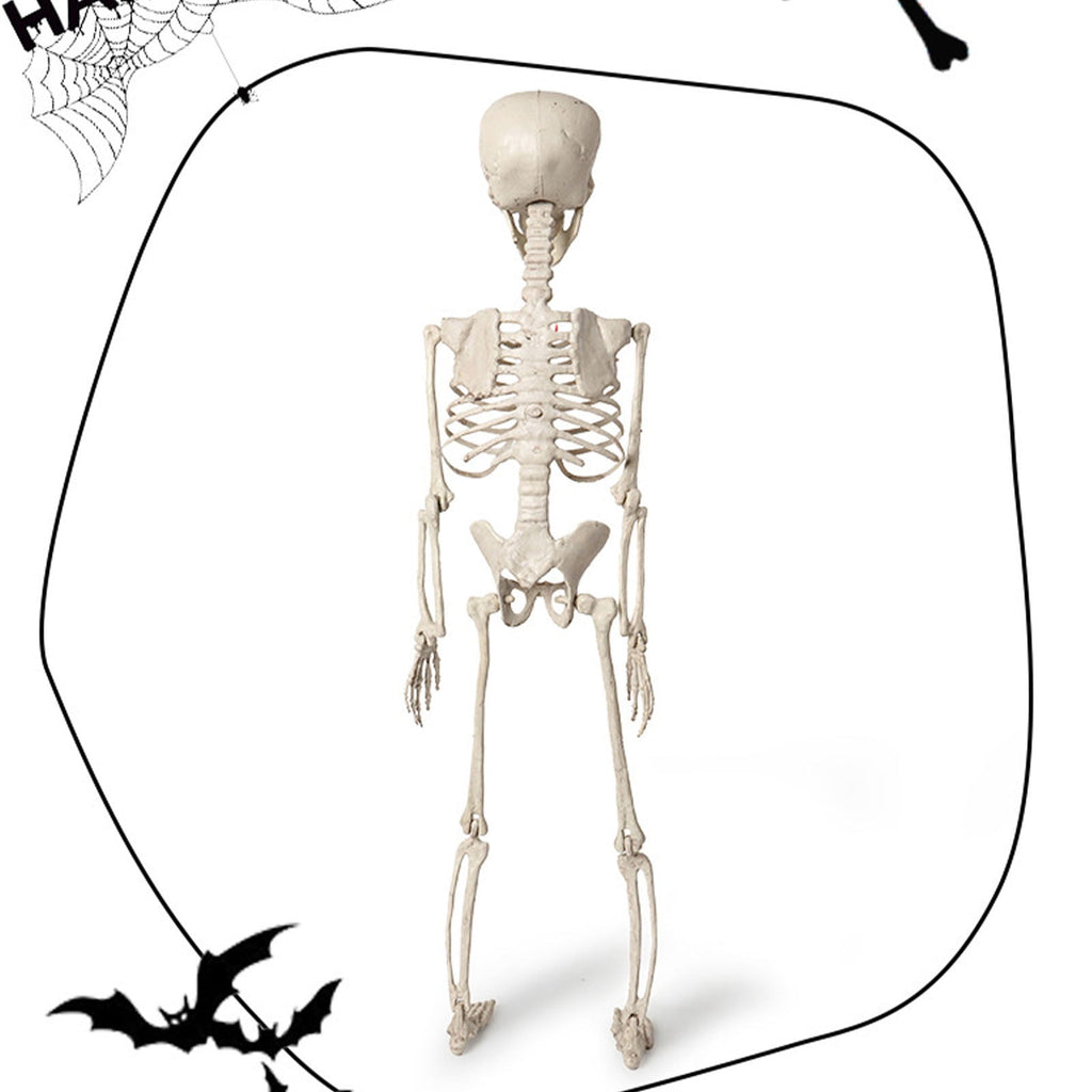 Beollynier 27.5in Detachable Skeleton Model Anatomy Educational Tool Resin Material for Halloween Desk Decor Human Body Teaching Prop