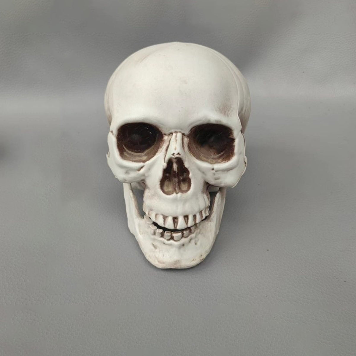 Halloween Skeleton Skull Head Statue - Realistic Human Skull Figurine for Decor, White Skull for Tabletop, Garden, Yard, and Outdoor Halloween Party Decoration (Various Sizes)