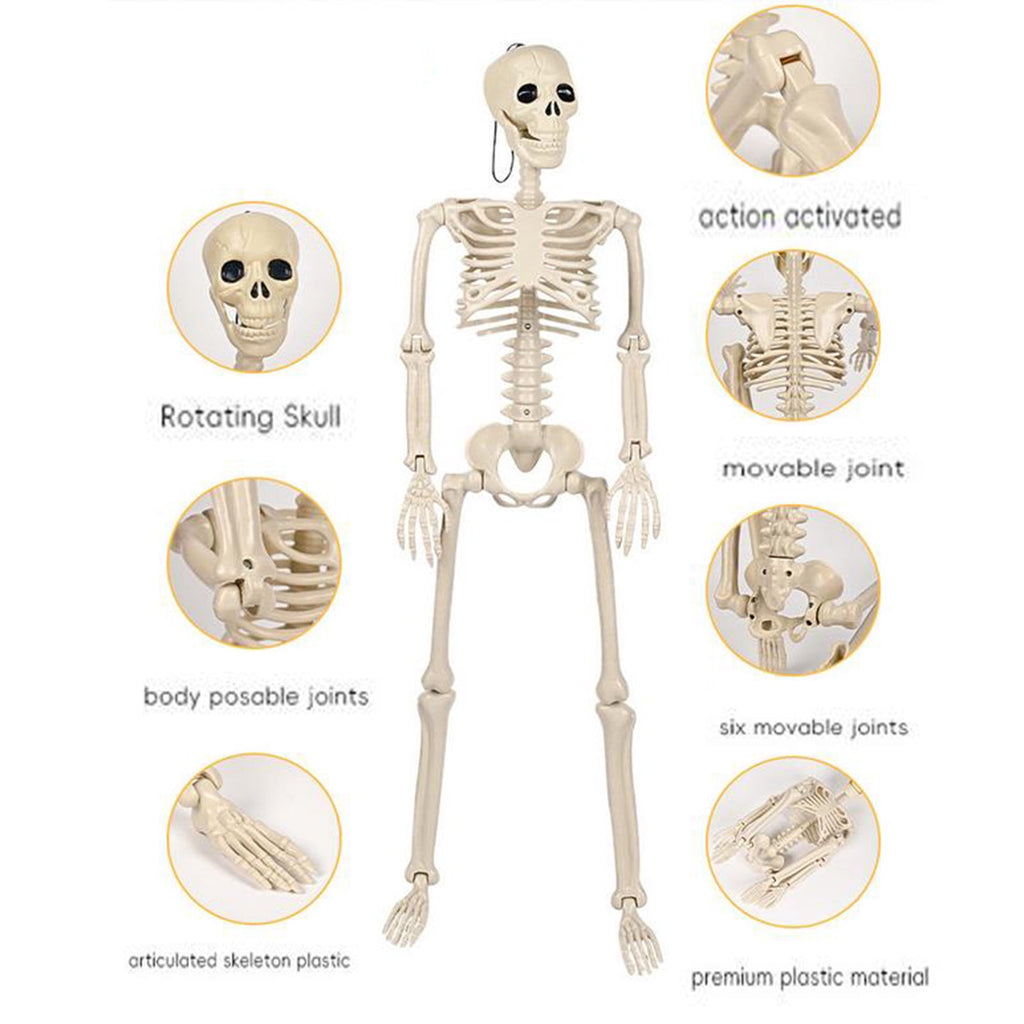 Realistic White Plastic Half Torso Skeleton Tabletop Prop, Detailed Human Half Skeleton Halloween Desktop Decor, Weatherproof Indoor Outdoor Reusable Spooky Party Ornament