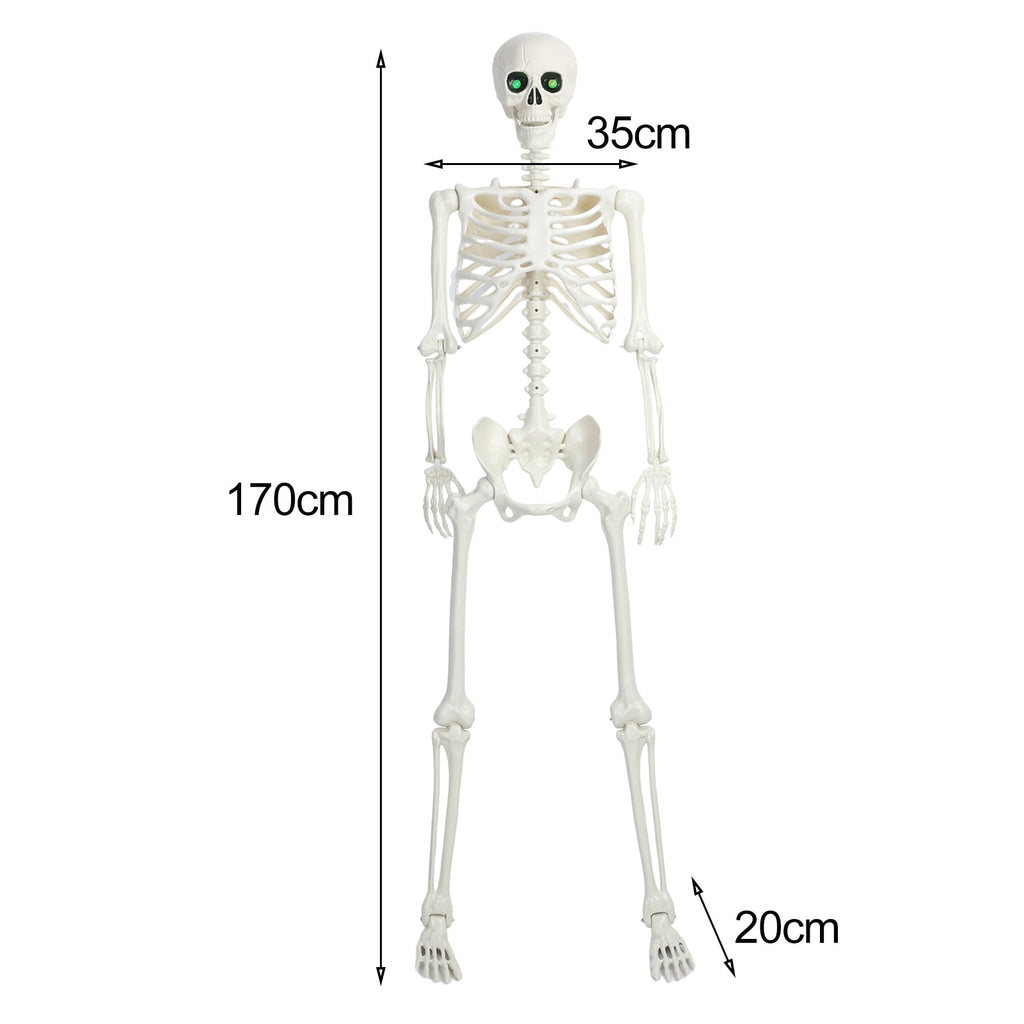 Yedigre 5.4FT HalloweenSkeleton Decor, Movable Joints Realistic Full Body Bones Skeleton Prop, No Light