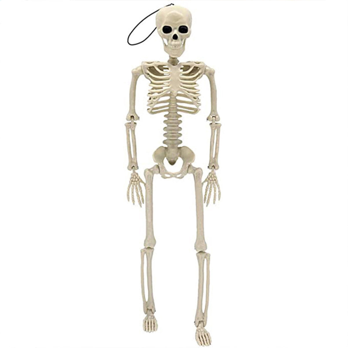 Beautynvta Posable Halloween Skeletons Decor, 15''x4.7'' Small Hanging Skeleton with Movable Joints for Halloween Decorations, Graveyard Props