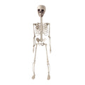 Beollynier 27.5in Detachable Skeleton Model Anatomy Educational Tool Resin Material for Halloween Desk Decor Human Body Teaching Prop