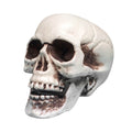 JoyMoreHome Halloween Skull Model Skeleton Halloween Outdoor Decoration Props Halloween Party Supplies