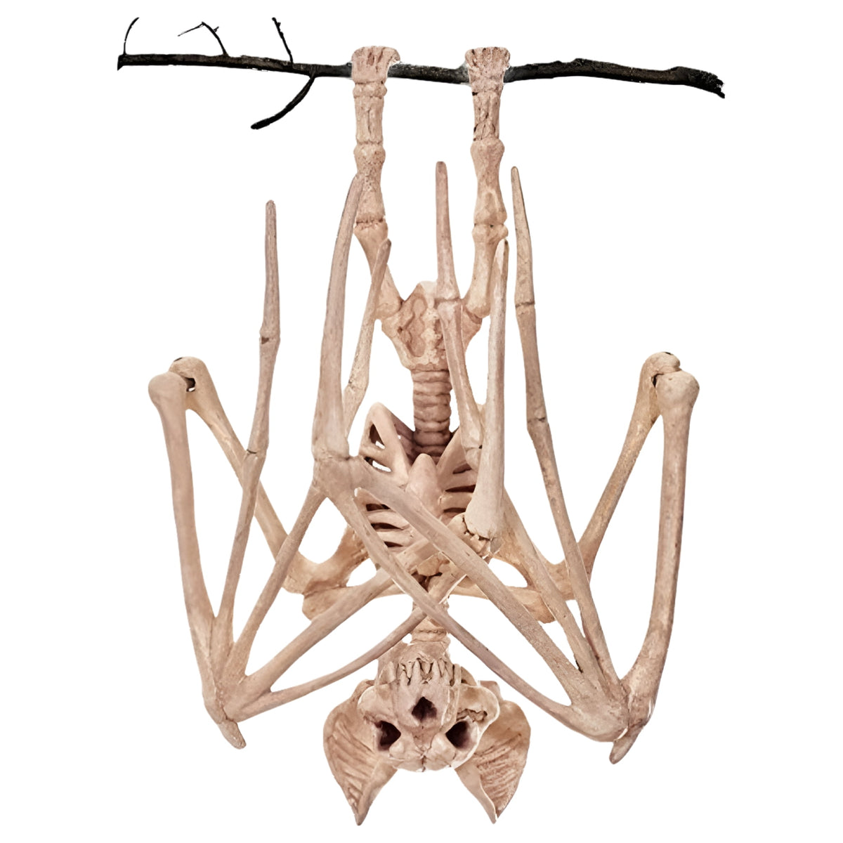 Official Crazybonez Faux Bat Skeleton