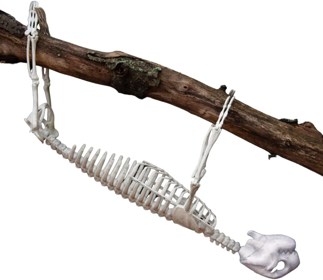 Halloween Sloth Skeleton (Giant 2 Ft Long) with Easy-To-Hang Limb Straps -Weather Resistant Yard, Lawn and Tree, Posable Indoor and Outdoor Party Prop