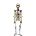 Unique Industries Skeletons Halloween Hanging Decoration