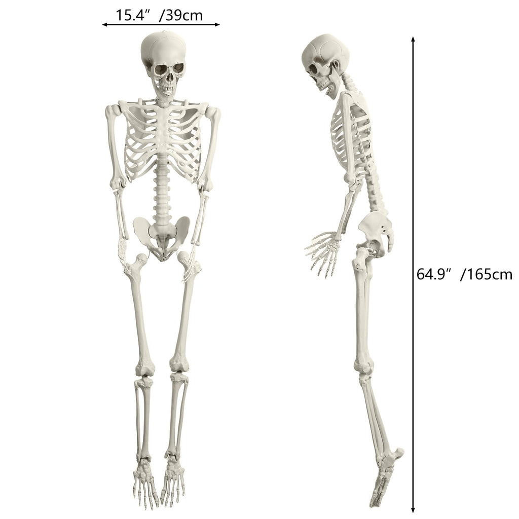 Yedigre 5.4FT HalloweenSkeleton Decor, Movable Joints Realistic Full Body Bones Skeleton Prop, No Light