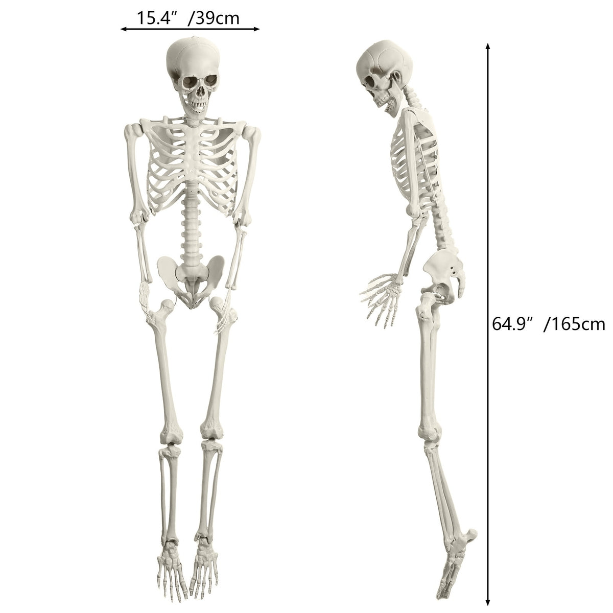 Yedigre 5.4FT HalloweenSkeleton Decor, Movable Joints Realistic Full Body Bones Skeleton Prop, No Light