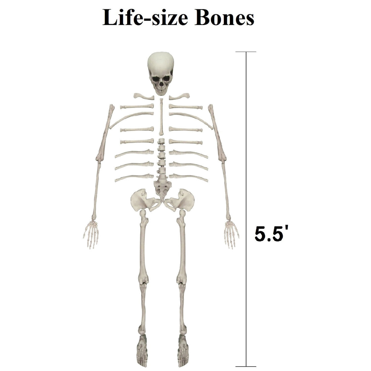 Gamexcel Scary Props Decoration, with Bag, Halloween Skeleton Bones Skull, Life Size, for Graveyard Scene Haunted Houses, 35 Pieces