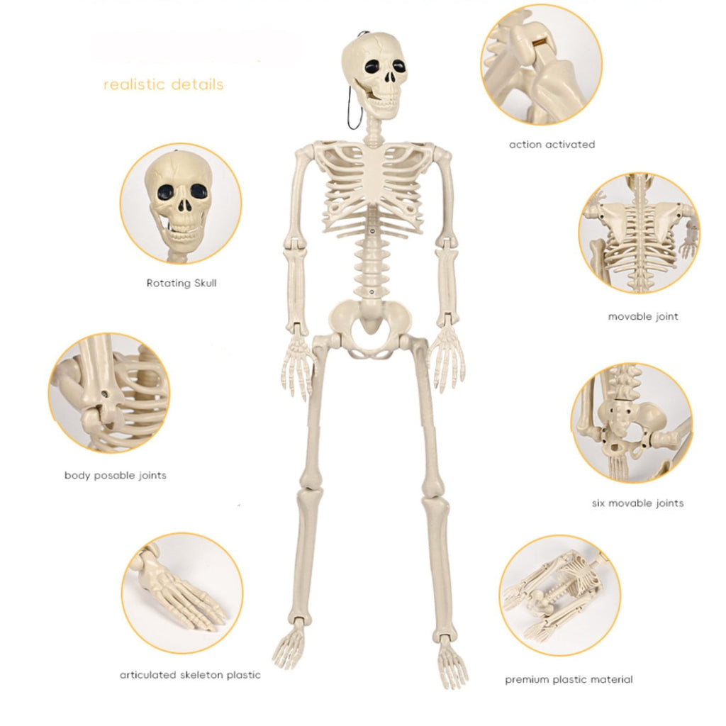 LmnLft Life Size Poseable Hanging Skeleton Decoration with Movable Joints, Full Body Halloween Prop for Indoor Outdoor Yard Party Displays