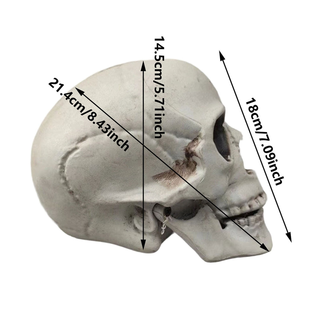 Halloween Skeleton Skull Head Statue - Realistic Human Skull Figurine for Decor, White Skull for Tabletop, Garden, Yard, and Outdoor Halloween Party Decoration (Various Sizes)