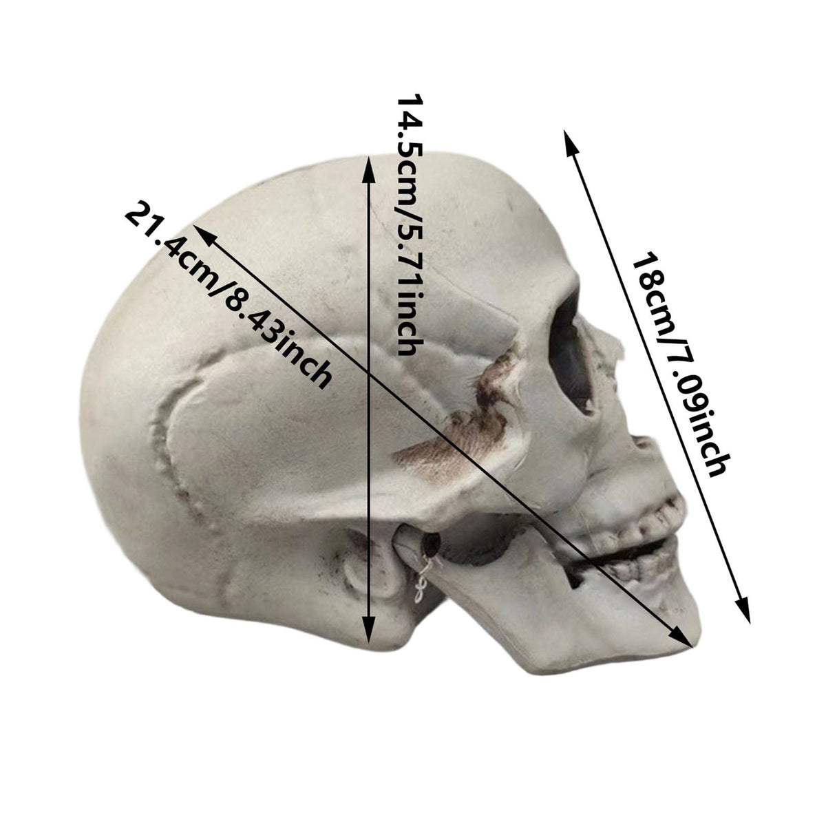 Halloween Skeleton Skull Head Statue - Realistic Human Skull Figurine for Decor, White Skull for Tabletop, Garden, Yard, and Outdoor Halloween Party Decoration (Various Sizes)