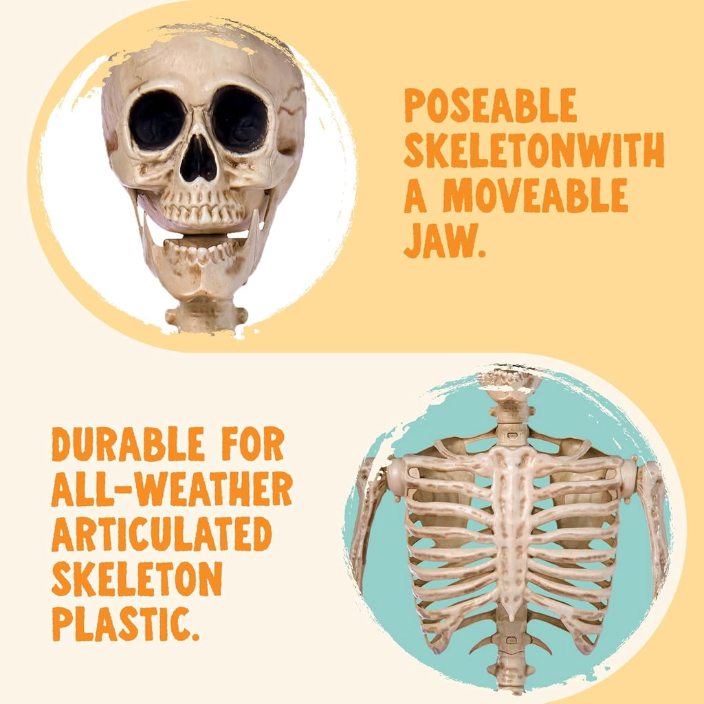 Joyfy 2 Pcs 24 Inch Halloween Skeleton Decor,2 FT Posable Skeleton Halloween Prop for Haunted House Indoor Outdoor Decoration Spooky Decor,Full Body with Movable Joints for Halloween Decoration