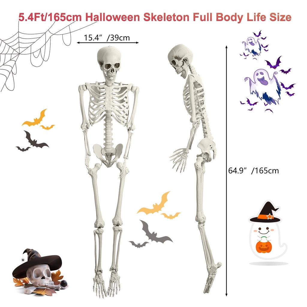 Cixusio 5.4Ft/165cm Halloween Skeleton Full Body Life Size Human Bones with Movable Joints for Indoor Outdoor Haunted House Party Halloween Props Decorations