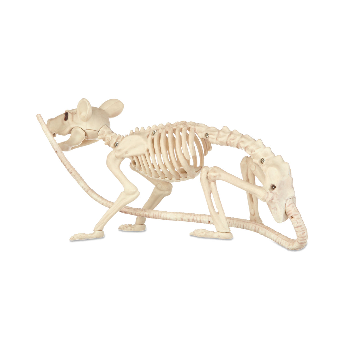Official Crazybonez Faux Rat Skeleton