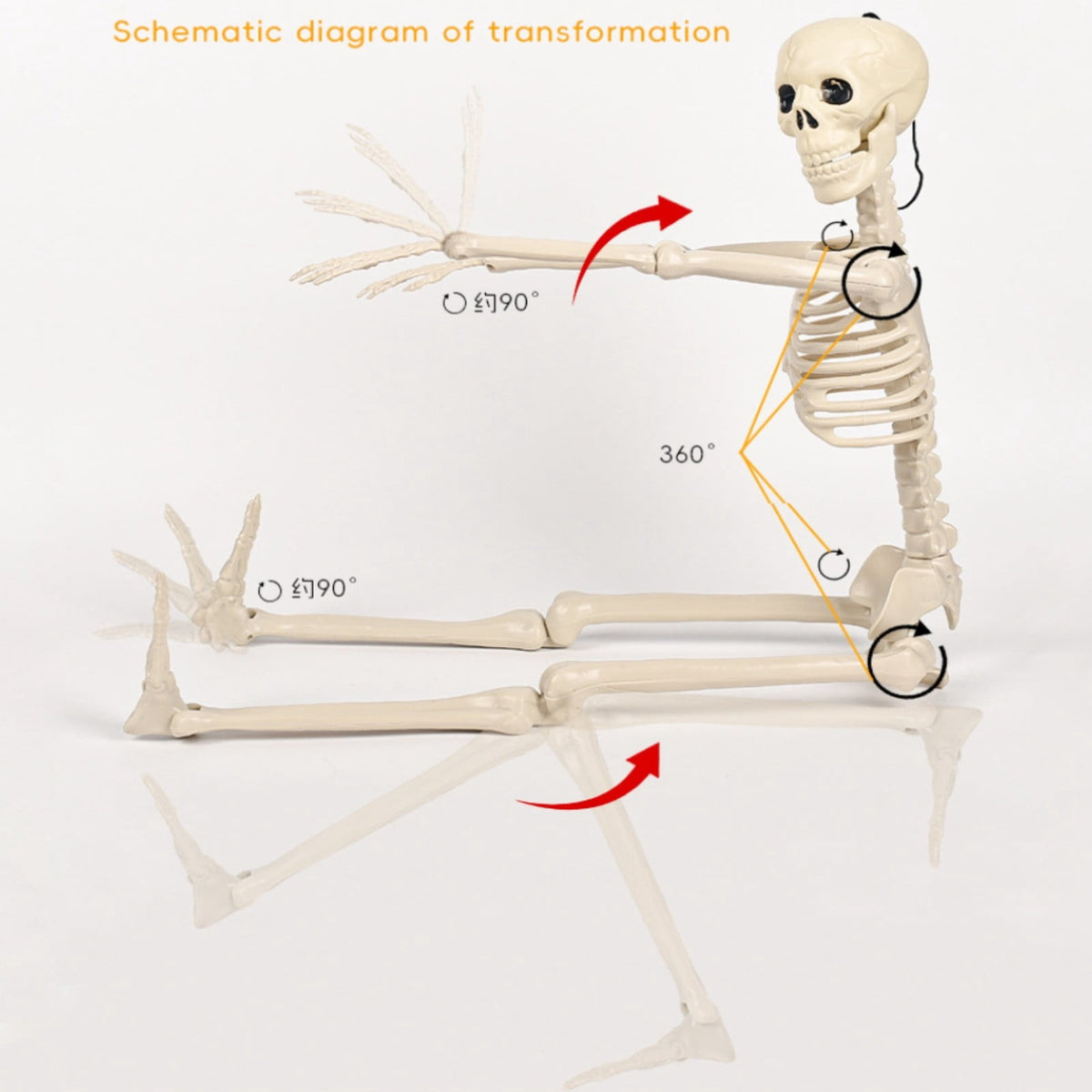 LmnLft Life Size Poseable Hanging Skeleton Decoration with Movable Joints, Full Body Halloween Prop for Indoor Outdoor Yard Party Displays